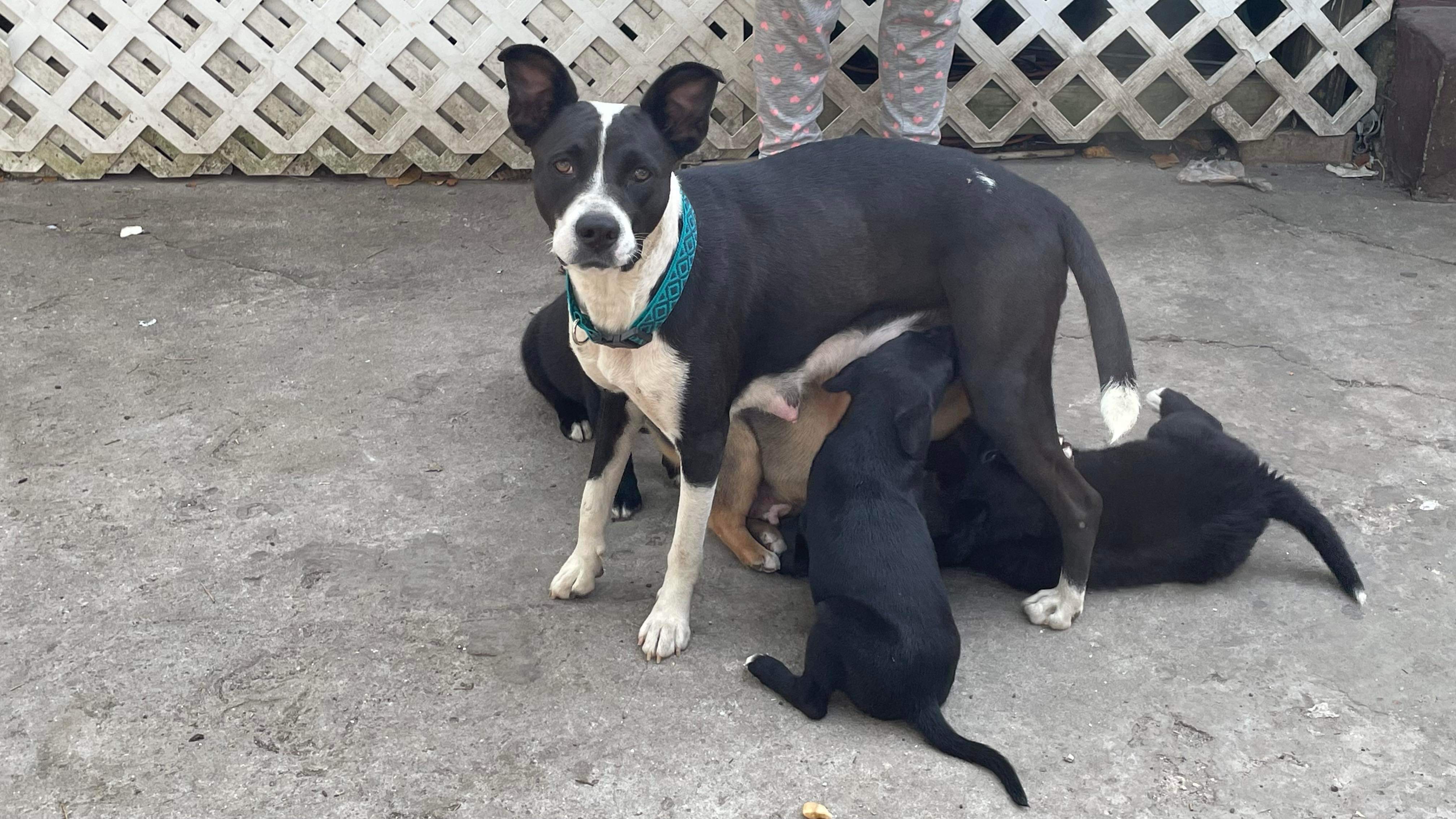 mother feeding puppies