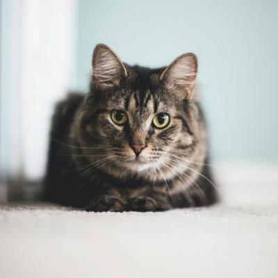 Stat Cat