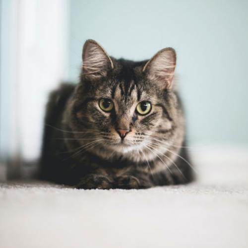 Stat Cat